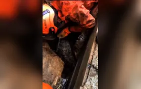 Cachorro é resgatado por bombeiros em Niterói