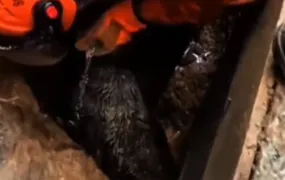 Cachorro é resgatado por bombeiros em Niterói