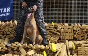 Cão que atuou na maior apreensão de drogas do Brasil deve receber Medalha Tiradentes