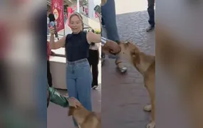 Cão tenta 'comer' ponto eletrônico de jornalista e diverte entrada ao vivo
