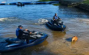 Capivara é morta com flechada na represa de Guarapiranga em SP