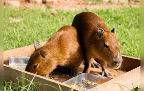 Capivaras resgatadas ganham nomes escolhidos pelo público no BioParque do Rio