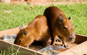 Capivaras resgatadas ganham nomes escolhidos pelo público no BioParque do Rio