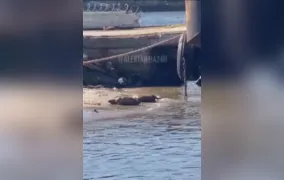 Capivaras são flagradas aproveitando dia de sol na beira da Baía de Guanabara