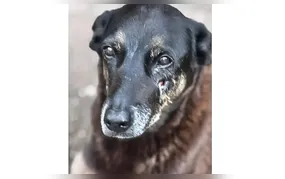 Caso Orelha: polícia pede internação de adolescente envolvido no crime