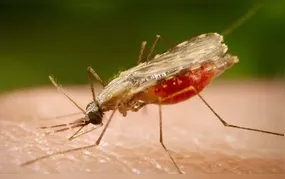 Cientistas da Fiocruz podem produzir vacina completa contra a malária
