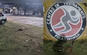 Duas capivaras são encontradas mortas em Piratininga