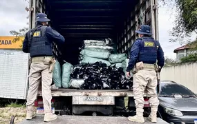Em Magé, PRF apreende mais de meia tonelada de maconha