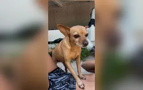 Família oferece recompensa por cachorrinha desaparecida em São Gonçalo