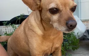 Família oferece recompensa por cachorrinha desaparecida em São Gonçalo