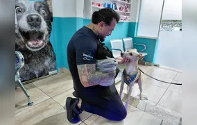 Festas juninas chegando! Fogos de artifício ampliam sofrimento de cães e gatos e preocupam veterinários; entenda