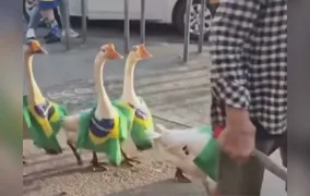Gansos são flagrados andando em fila vestidos com a bandeira do Brasil