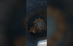 Guarda Ambiental da Prefeitura de Niterói resgata jiboia em Itaipu