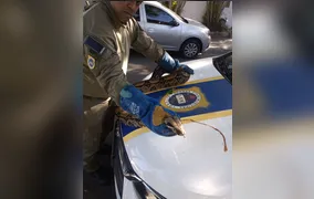 Guarda Ambiental resgata cobra de 2,5 metros na Região Oceânica de Niterói