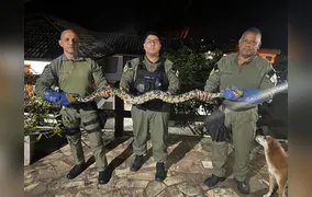 Guarda Municipal de Niterói resgata jiboia de mais de 2 metros no Engenho do Mato