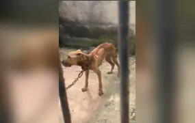 Homem é preso em flagrante por maus-tratos contra cachorro em Magé