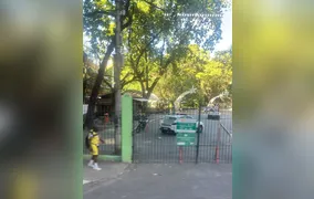 Infestação de abelhas interdita Campo São Bento, em Icaraí