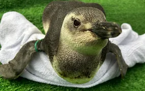 Instituto Albatroz resgata pinguins em praias de Cabo Frio, Búzios e Arraial do Cabo (RJ)