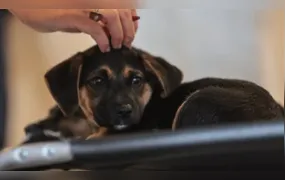 Lei define guarda compartilhada de pets; veja detalhes