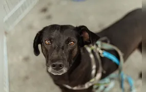 Maricá realiza Castração Solidária para cães e gatos neste sábado (07)