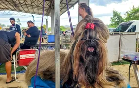 Parque Rural de Niterói reúne exposição de Cães de Raça, competição nacional, adoção responsável e serviços gratuitos