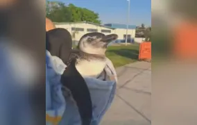 Pinguim é resgatado ferido no Piscinão de Ramos