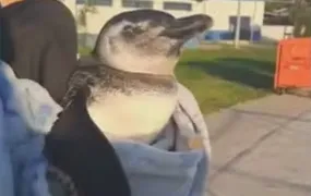 Pinguim é resgatado ferido no Piscinão de Ramos