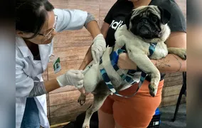 São Gonçalo recebe programa gratuito de vacinação antirrábica para cães e gatos