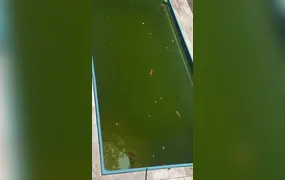 Sofrendo com calor extremo, moradores estão sem água há 30 dias na Mangueira, em SG