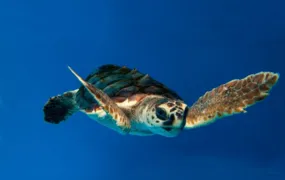 Tartarugas-cabeçudas voltam a aparecer na Baía de Guanabara