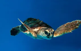 Tartarugas-cabeçudas voltam a aparecer na Baía de Guanabara