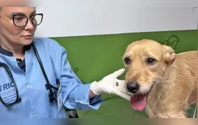 Três cães foram baleados neste fim de semana no Rio