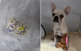 Tutora é presa após cachorro ingerir 55 pedras de crack