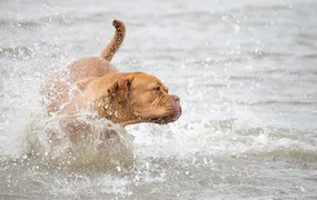 Verão exige atenção redobrada aos cuidados com os pets