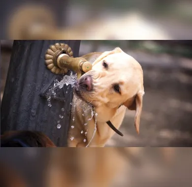 Agora é lei: bebedouros para animais deverão ser instalados em espaços públicos