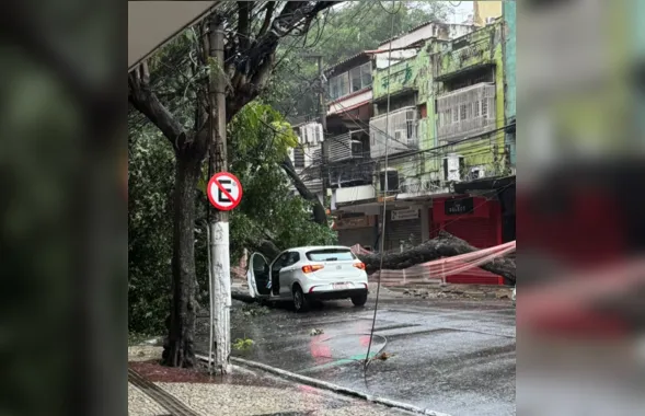 Árvore cai no Centro de Niterói causando transtorno no trânsito e falta de energia