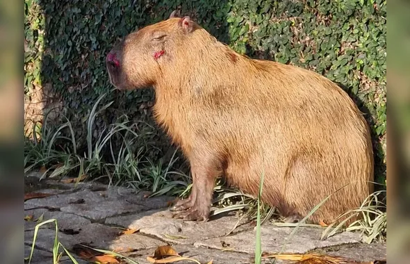 Polícia Civil prende grupo após ataque violento a capivara na Ilha do Governador