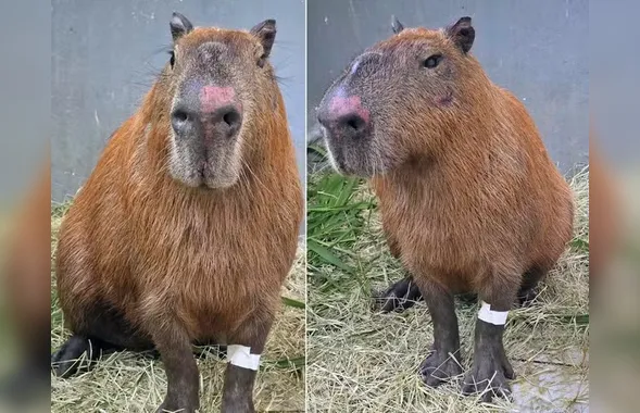 Justiça autoriza internação provisória de adolescentes acusados de espancar capivara