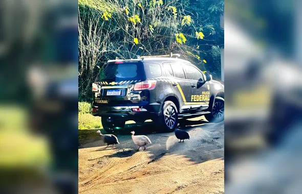 PF deflagra Operação Bicho Solto em Niterói; Vídeos