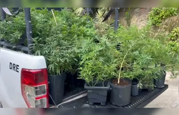 Plantação de maconha é apreendida em Niterói