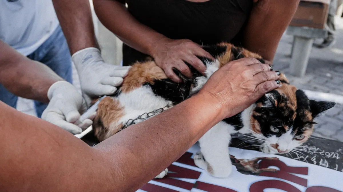 A ação contempla diferentes bairros do município e tem como objetivo ampliar o acesso à vacinação de cães e gatos