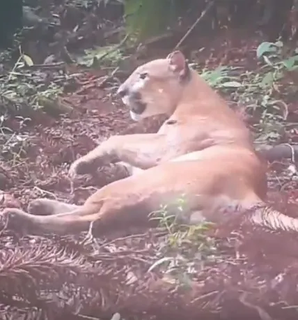 Animal aparece abaixado e movimentando o solo com as patas traseiras