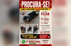 Cachorrinha segue desaparecida em Vista Alegre e família aumenta recompensa