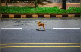 Câmara aprova suspensão da carteira de motorista de quem abandona animal na rua