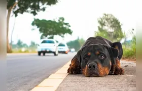 Câmara aprova suspensão da carteira de motorista de quem abandona animal na rua