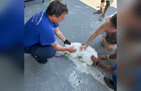 São Gonçalo vacina cães e gatos contra raiva neste sábado