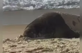 Tour pelas praias: elefante marinho é visto na orla de Niterói e em Copacabana