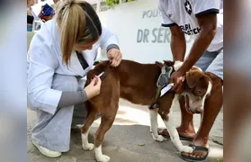 Vacinação antirrábica para cães e gatos chega à Região Oceânica e Pendotiba neste sábado (26)