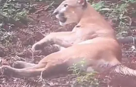 Vídeo: Onça-parda é flagrada tomando sol e marcando território em parque de Nova Friburgo