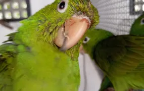 ASAS recebeu 122 animais silvestres em julho em São Gonçalo